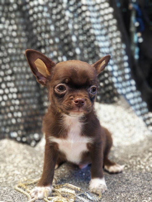 Hans Chihuahua