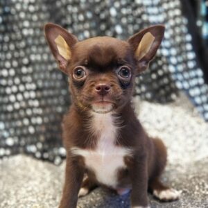 Hans Chihuahua