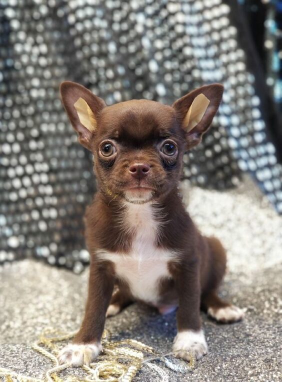 Hans Chihuahua