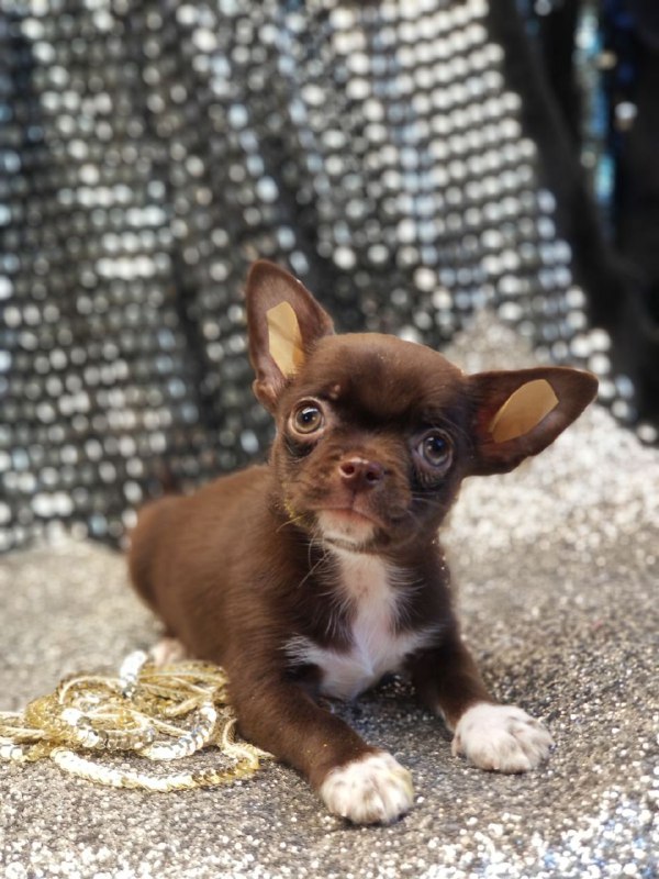 Hans Chihuahua