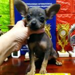 Iris Russian Toy Terrier