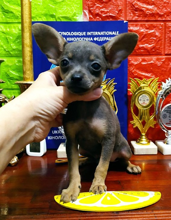 Harley Russian Toy Terrier
