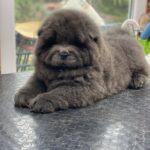 Harley-male-chow-chow-puppy-for-sale-1 (2)