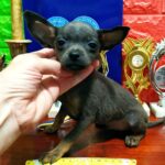 Harley Russian Toy Terrier