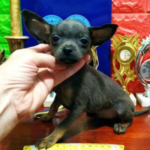 Harold Russian Toy Terrier