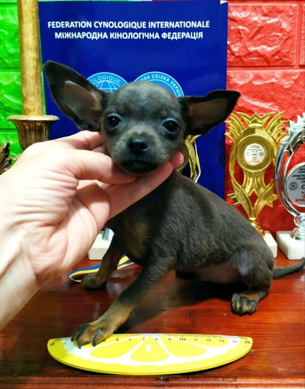 Harold Russian Toy Terrier
