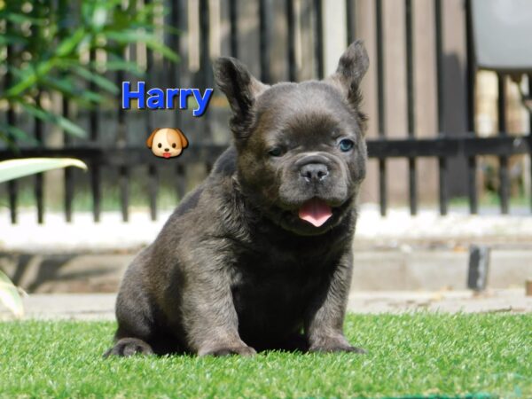 Harry Fluffy French Bulldog