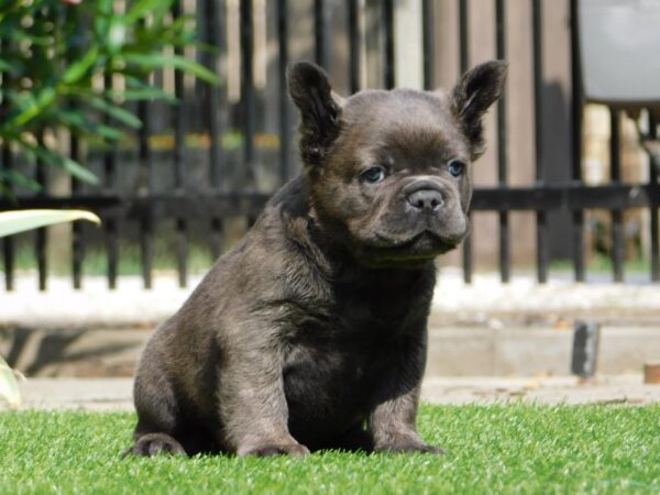 Harry Fluffy French Bulldog