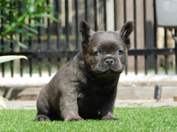 Harry Fluffy French Bulldog