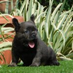 Harry-male-fluffy-french-bulldog-puppy-for-sale- (4)