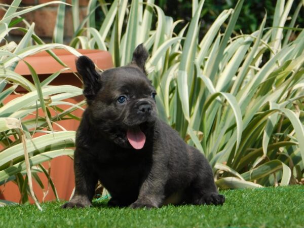 Harry Fluffy French Bulldog