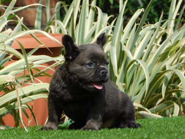 Harry Fluffy French Bulldog