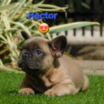 Hector-male-french-bulldog-puppy-for-sale- (1)