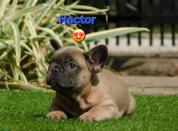 Hector French Bulldog