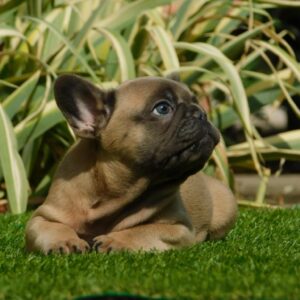 Hector French Bulldog