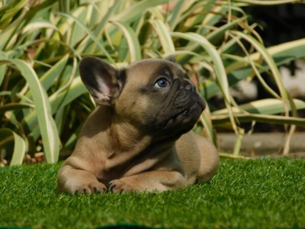 Hector French Bulldog