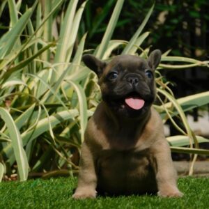 Hector French Bulldog