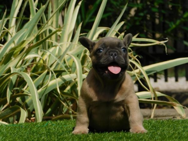 Hector French Bulldog