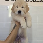Hillary Golden Retriever