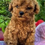 Nara Toy Poodle