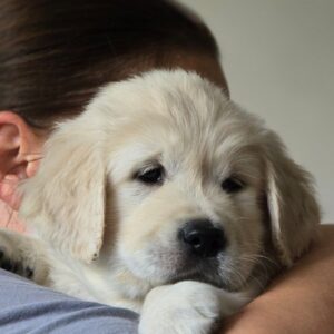 Hillary Golden Retriever