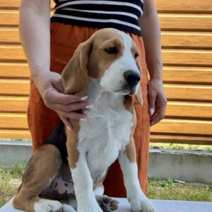 Holls Beagle