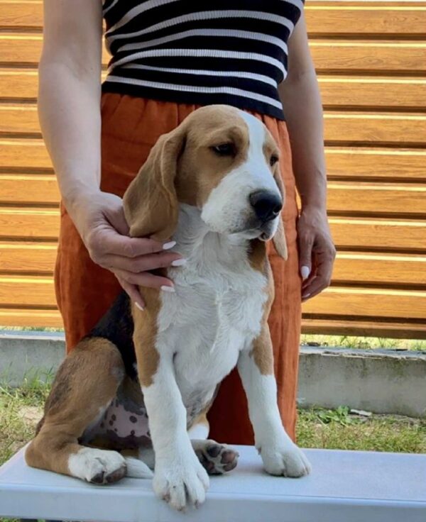 Holls Beagle