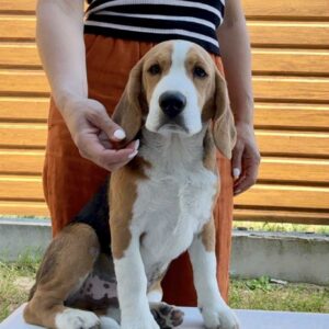Holls Beagle
