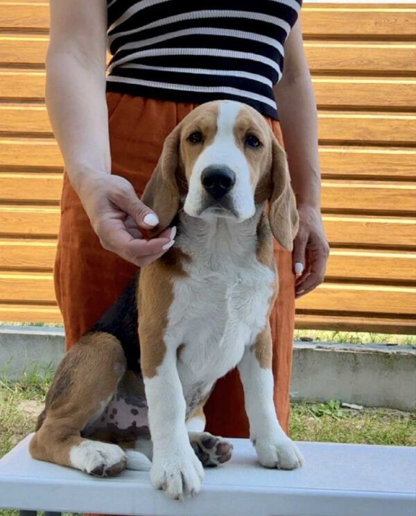 Holls Beagle