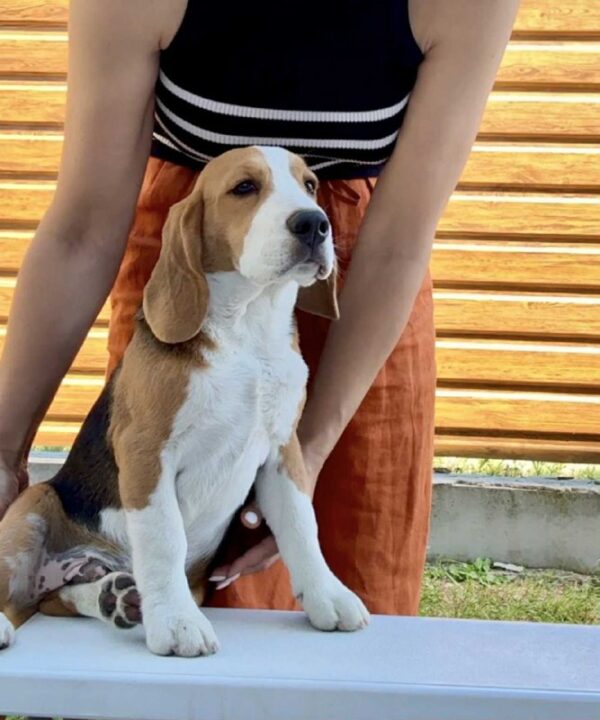 Holls Beagle