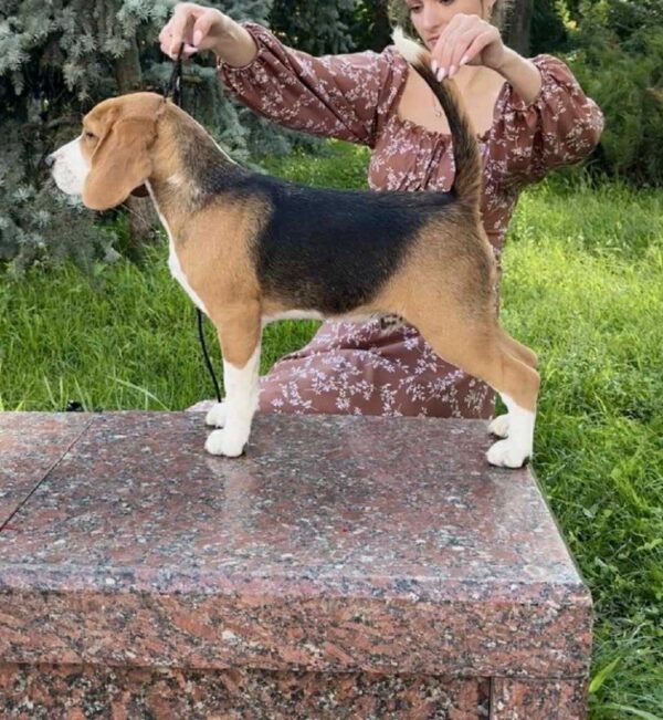 Holls Beagle