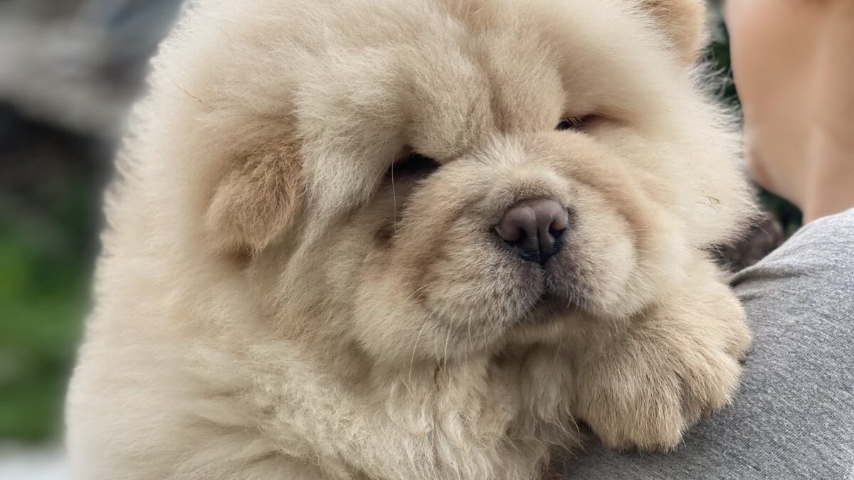 Akc Chow Purebred Chow Chow Puppies Chow-Chow Dogs And Puppies For