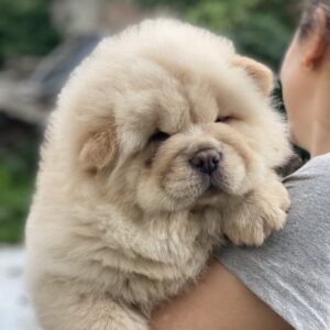 Holly Chow-Chow