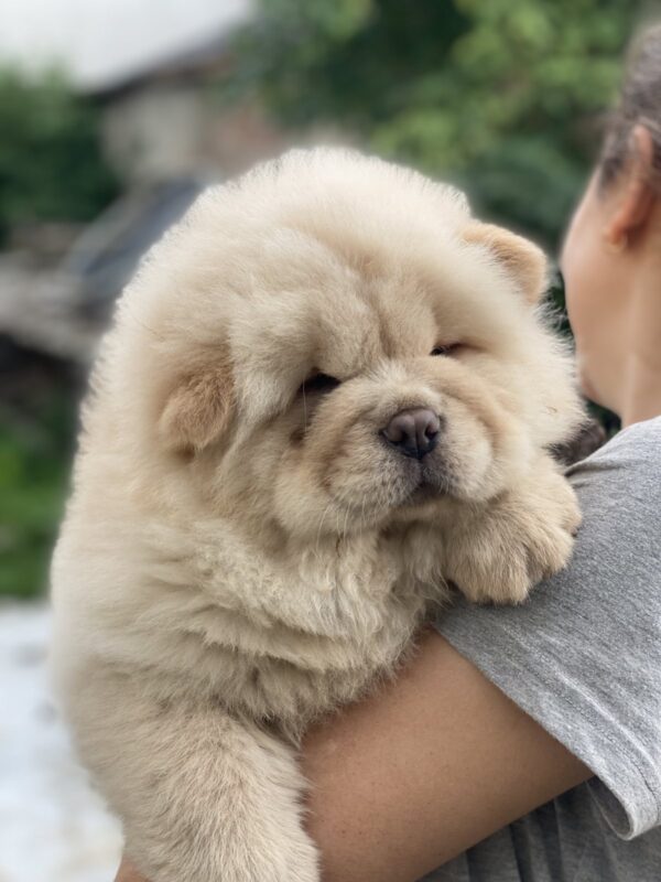 Holly Chow-Chow