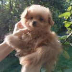 Honda-female-Pomapoo-puppy-for-sale-1 (1)