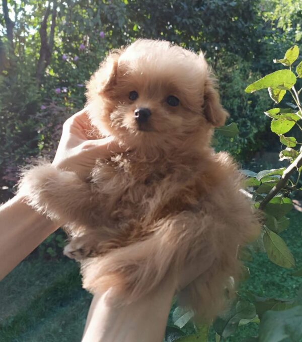 Honda Pomapoo