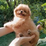 Frida Pomapoo