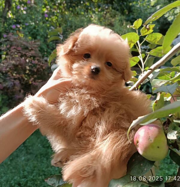 Honda Pomapoo