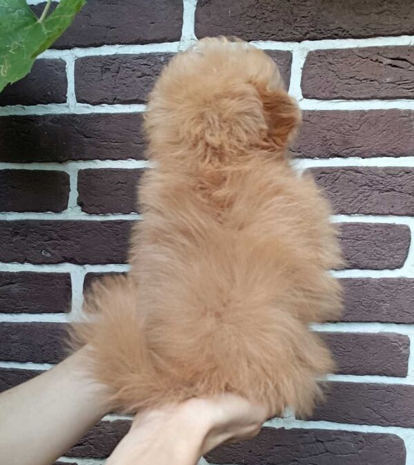 Honda Pomapoo