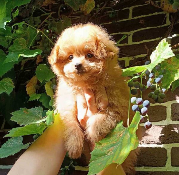 Honda Pomapoo