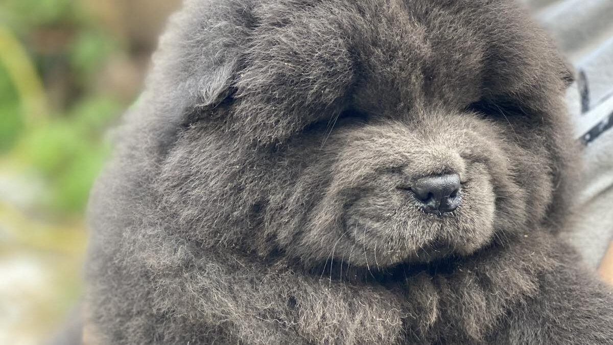 Chow Adoption Chow Chow Dog Near Me Chow-Chow Dogs And Puppies For