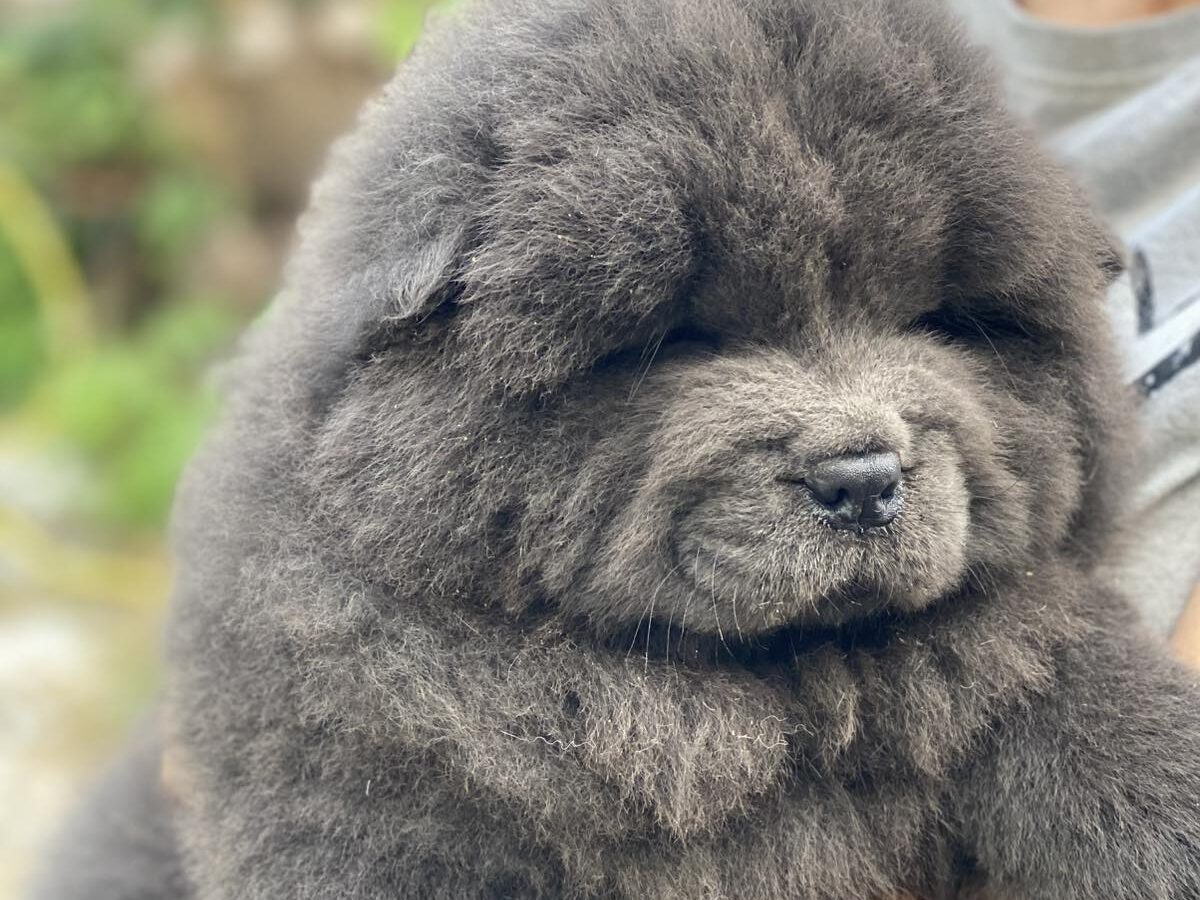 Chow-Chow Dogs and Puppies for sale - Main Image