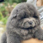 Harley Chow-Chow