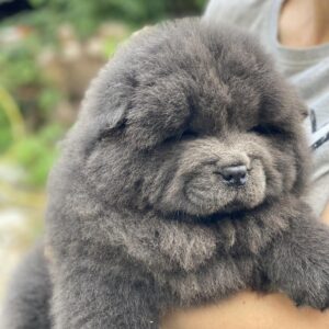 Hulk Chow-Chow