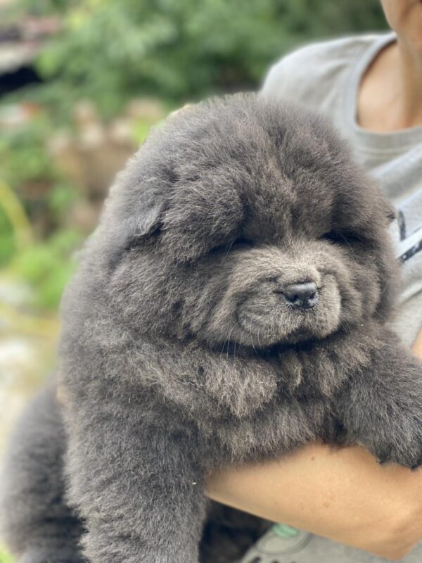 Hulk Chow-Chow