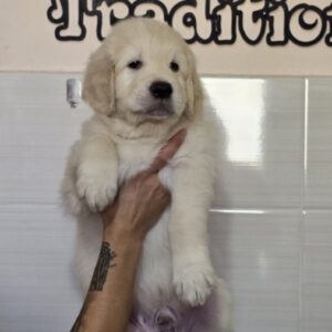 Huscar Golden Retriever