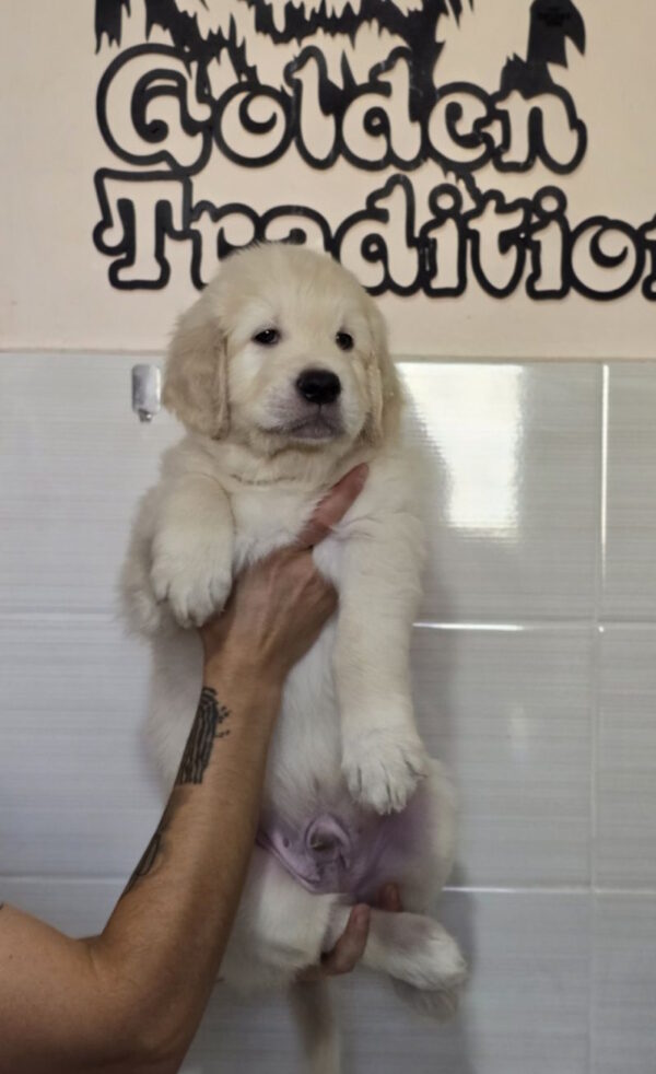 Huscar Golden Retriever