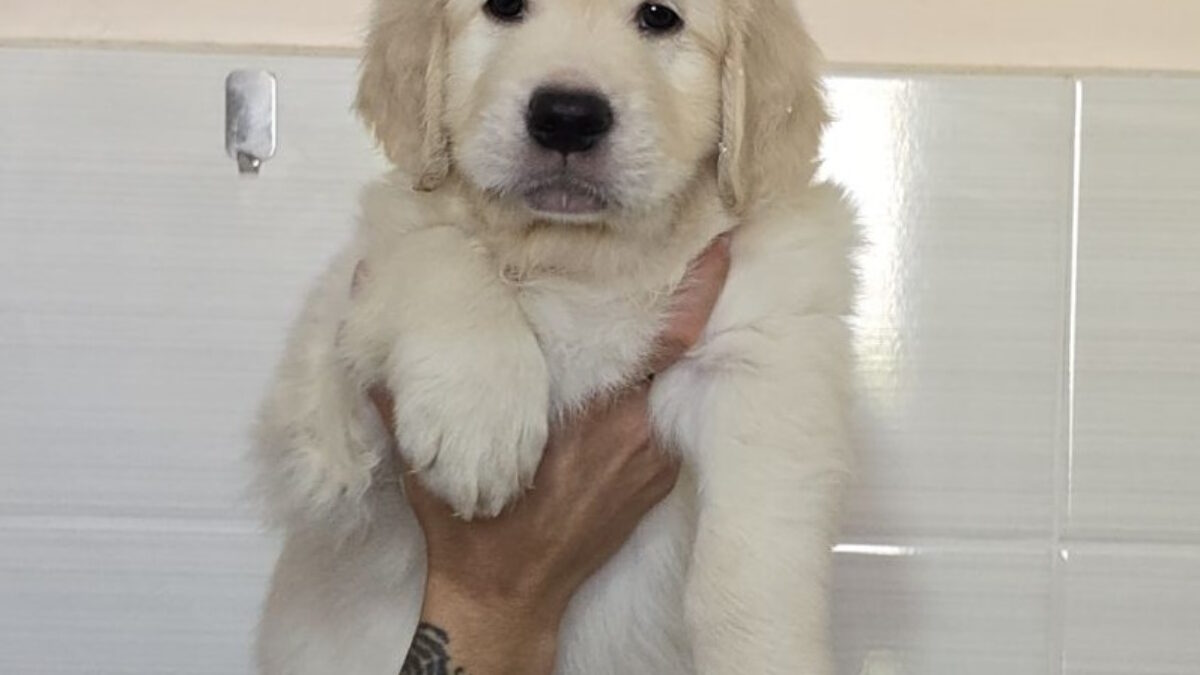 Miniature Golden Golden Retriever Puppies Cheap Near Me Miniature