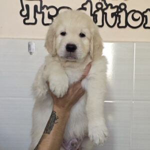 Huscar Golden Retriever