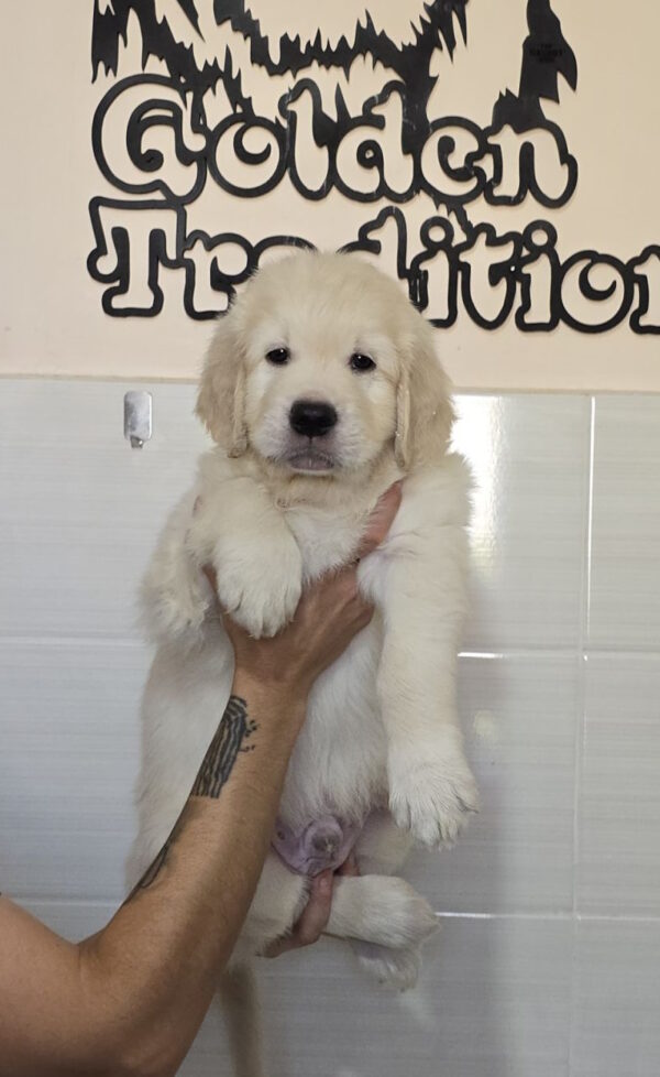 Huscar Golden Retriever
